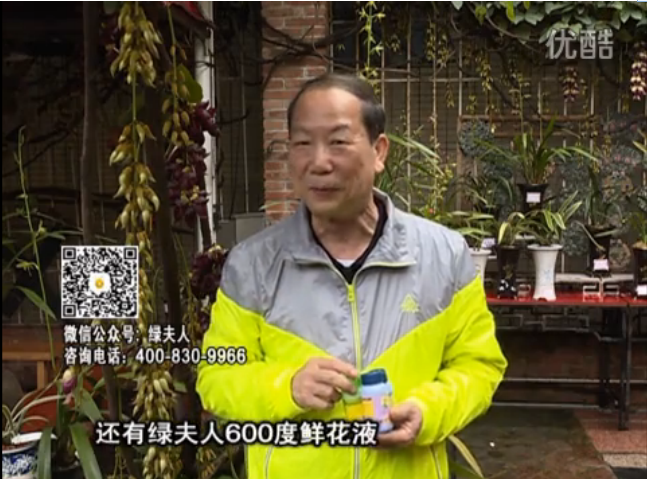 20160404珠江臺搖錢(qián)樹(shù)：養禾雀花等盆栽，用綠夫人營(yíng)養液養得好又增色