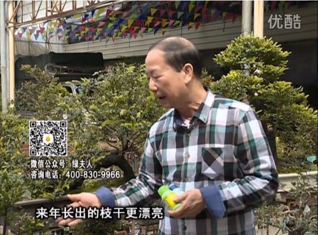 通叔親自體驗，盆景凍后用綠夫人營(yíng)養液抽芽恢復好