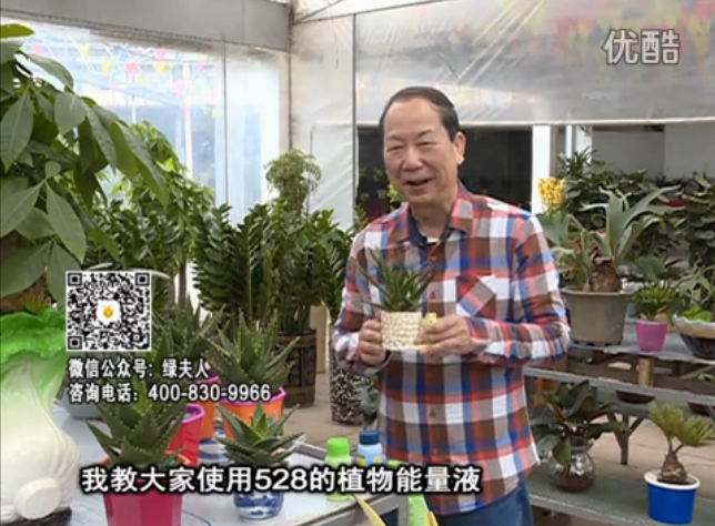 20160425珠江臺搖錢(qián)樹(shù)：室內綠植用綠夫人營(yíng)養液，補充營(yíng)養健康又環(huán)保