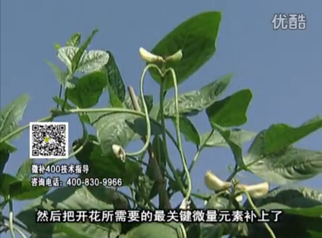 20160502珠江臺搖錢(qián)樹(shù)：雨水天多蔬菜香蕉長(cháng)勢差沒(méi)產(chǎn)量？撒微補倍力促根壯長(cháng)勢