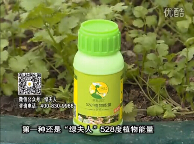 20160502珠江臺搖錢(qián)樹(shù)：家庭小院種蔬菜，用綠夫人營(yíng)養液長(cháng)勢好