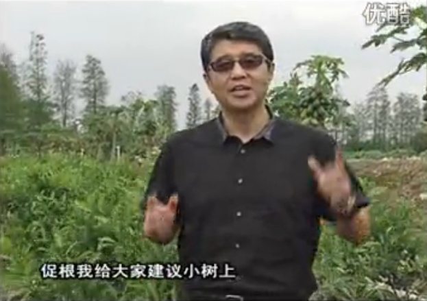 20160509珠江臺搖錢(qián)樹(shù)：柑橘淋微補根力鈣+精力，噴微補葉面肥，保樹(shù)分果好