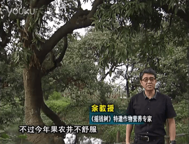20160523珠江臺搖錢(qián)樹(shù)：荔枝龍眼用微補方案，膨果好、果硬有品質(zhì)，保樹(shù)綠