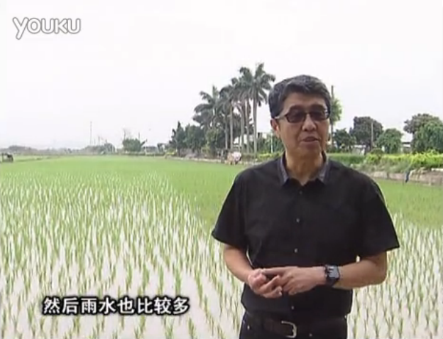 20160530珠江臺搖錢(qián)樹(shù)：水稻、甘蔗用微補方案，促根壯長(cháng)勢，提高收益