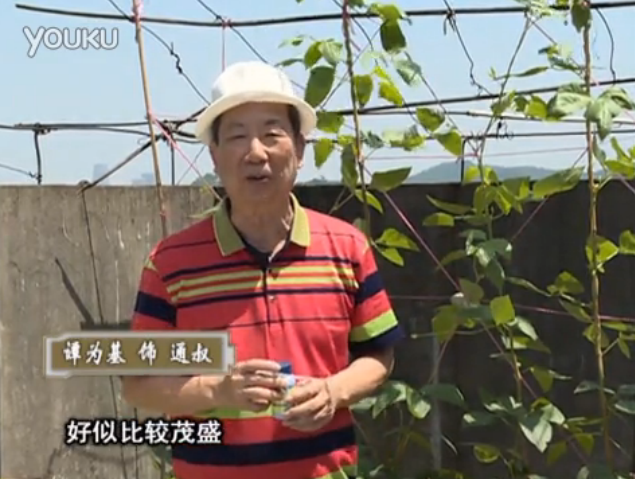 20160530珠江臺搖錢(qián)樹(shù)：天臺種豆角用綠夫人160度補鈣抗病液，長(cháng)勢壯，幫助開(kāi)花坐果