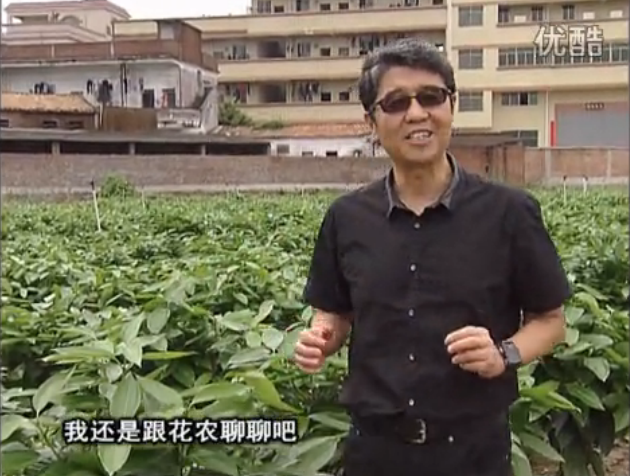 20160606珠江臺搖錢(qián)樹(shù)：觀(guān)葉植物用微補方案，壯根提長(cháng)、保葉抗病好！