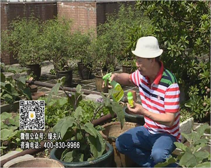 20160613珠江臺搖錢(qián)樹(shù)：天臺種茄瓜用綠夫人，長(cháng)勢靚，開(kāi)花結果好