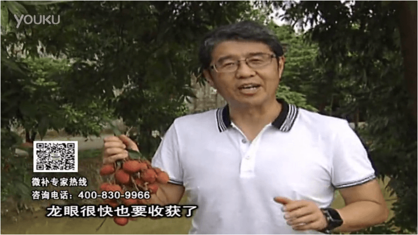 20160627珠江臺搖錢(qián)樹(shù)：荔枝轉色葉噴微補紅果力+蓋力，補充磷鉀鈣，著(zhù)色增甜果硬