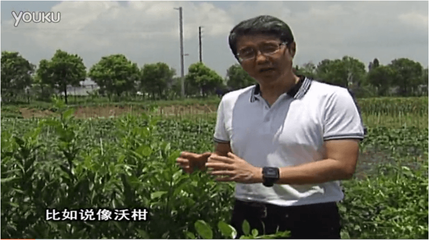 20160627珠江臺搖錢(qián)樹(shù)：柑橘減少黃葉花葉，淋微補根力鈣+沖力鎂、噴微補碧力