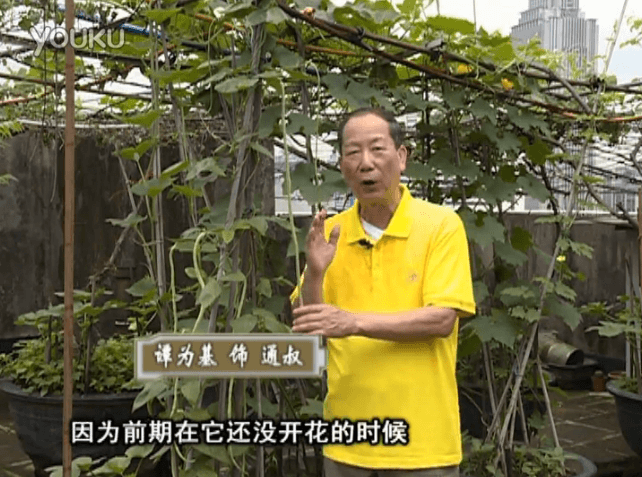 20160627珠江臺搖錢(qián)樹(shù)：天臺豆角用綠夫人528營(yíng)養液，開(kāi)花好結豆期長(cháng)
