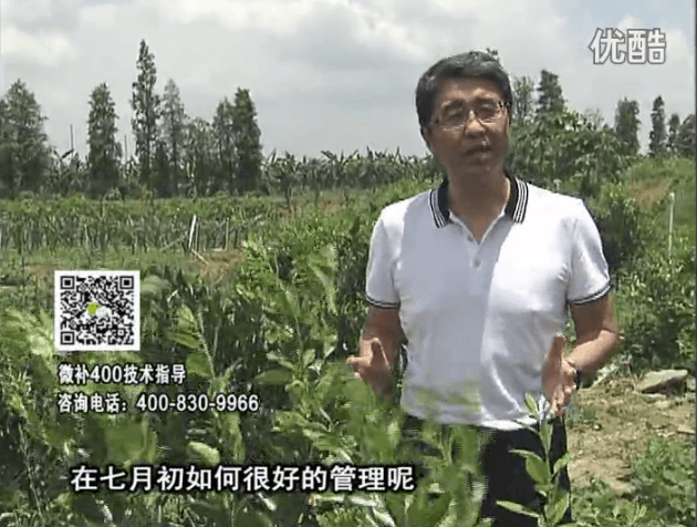 20160704珠江臺搖錢(qián)樹(shù)：柑橘淋微補根力鈣+沖力鎂+全力，秋梢整齊健壯、梢果同長(cháng)