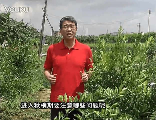 20160711珠江臺搖錢(qián)樹(shù)：預防柑橘秋梢發(fā)黃、不轉綠，用微補秋梢肥方案