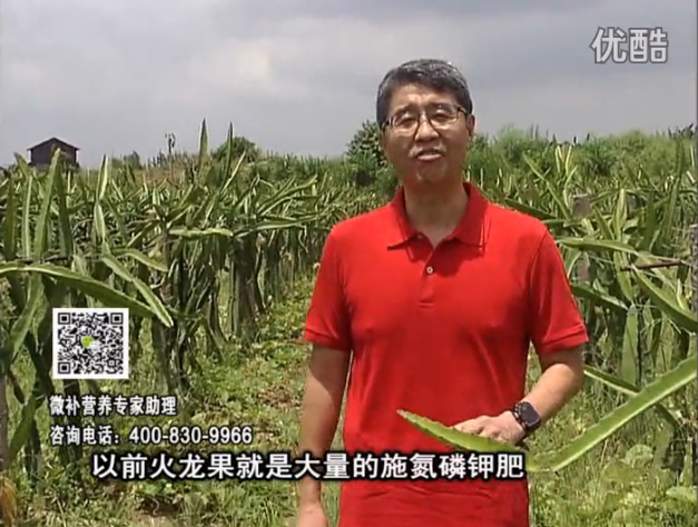 20160711珠江臺搖錢(qián)樹(shù)：火龍果用微補方案，開(kāi)花坐果好，果實(shí)膨大品質(zhì)高