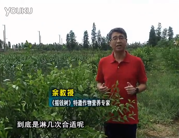 20160718珠江臺搖錢(qián)樹(shù)：柑橘放新梢怎么淋水肥好？2次微補秋梢整齊健壯