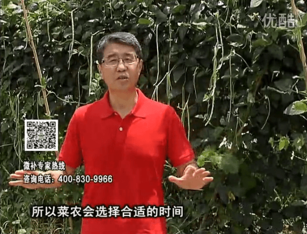 20160718珠江臺搖錢(qián)樹(shù)：瓜果蔬菜用微補水肥方案，結果多、有產(chǎn)量
