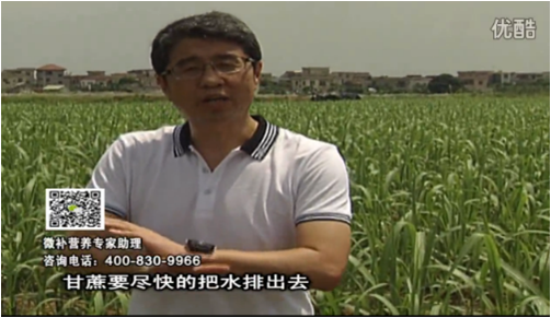 20160620珠江臺搖錢(qián)樹(shù)：甘蔗雨多漚根？淋微補根力鈣+精力、噴果力+壯力，促根壯長(cháng)、甘蔗起灰好