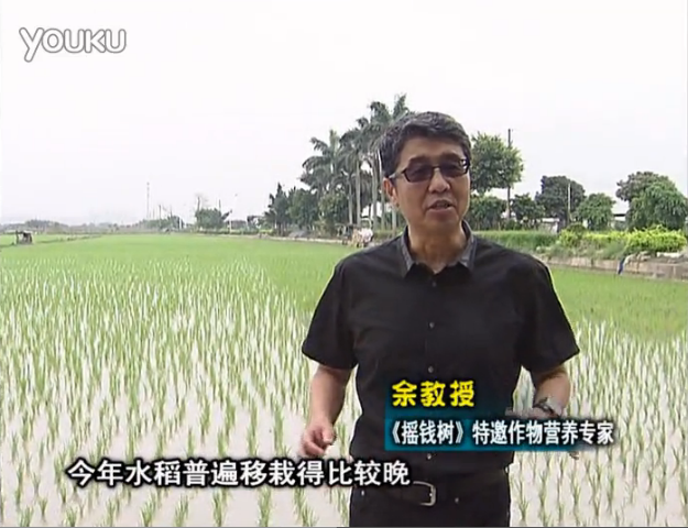 20160530珠江臺搖錢(qián)樹(shù)：水稻撒微補倍力、噴苗力，返青分蘗好，產(chǎn)量高