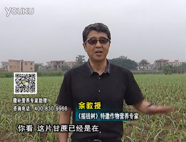 20160530珠江臺搖錢(qián)樹(shù)：甘蔗促根壯苗長(cháng)勢好，淋沖微補根力鈣+精力、撒倍力