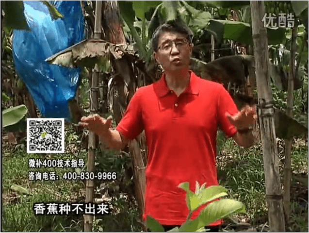 20160725珠江臺搖錢(qián)樹(shù)：香蕉用微補方案，調酸防黃化、膨果壯蕉好