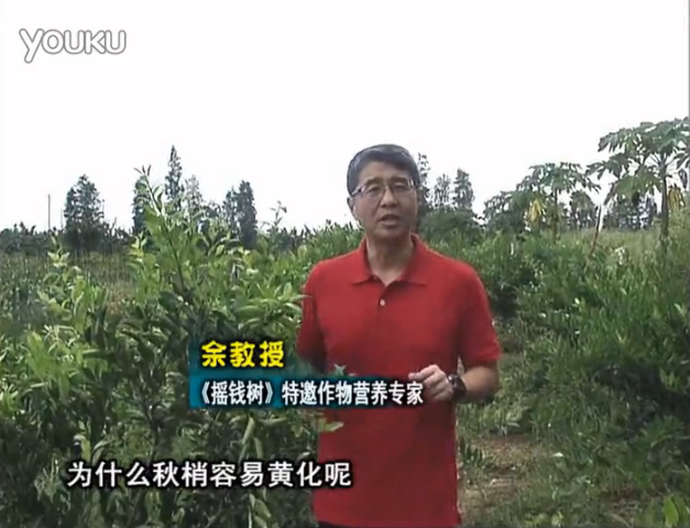20160725珠江臺搖錢(qián)樹(shù)：柑橘淋微補調力，調酸預防秋梢黃化、促進(jìn)果實(shí)膨大