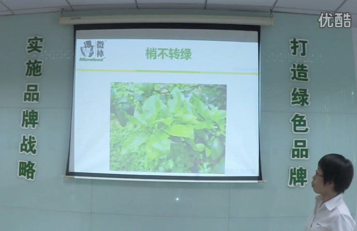 柑橘-預防秋梢黃、梢不出，如何放梢保樹(shù)好？微補講座
