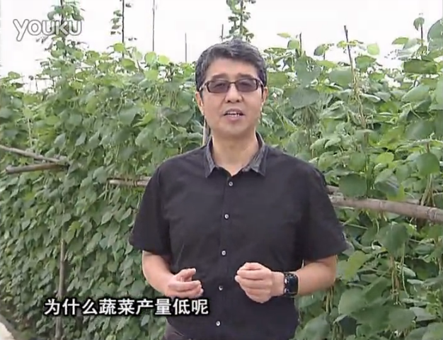 20160502珠江臺搖錢(qián)樹(shù)：雨水天多蔬菜漚根沒(méi)產(chǎn)怎么辦？撒微補倍力，噴花力+果力，提高坐果產(chǎn)量