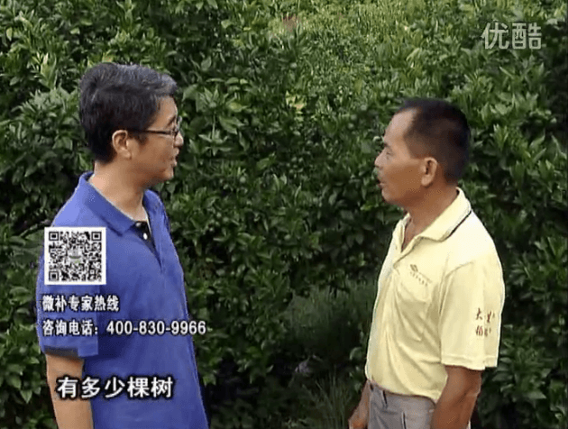 20160801珠江臺搖錢(qián)樹(shù)：柑橘連續7年用微補方案，保樹(shù)青綠每年增產(chǎn)30%