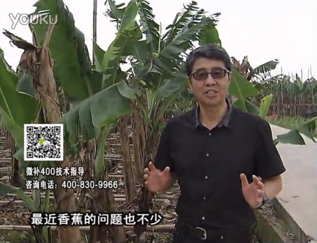 20160502珠江臺搖錢(qián)樹(shù)：香蕉撒微補倍力、噴果力+碧力，促根保葉、長(cháng)勢快
