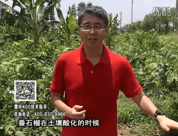 20160808珠江臺搖錢(qián)樹(shù)：番石榴用微補方案，保葉膨果、增產(chǎn)品質(zhì)高