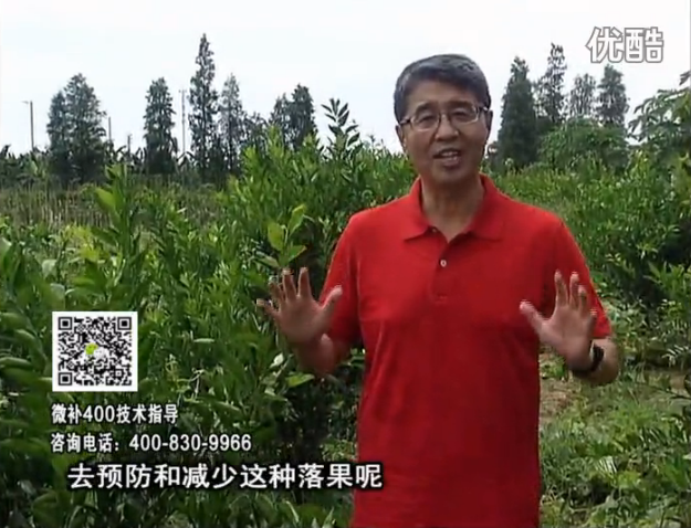 20160808珠江臺搖錢(qián)樹(shù)：柑橘?lài)娢⒀a碧力+壯力或蓋力，預防減少缺鎂落果，果硬膨大好