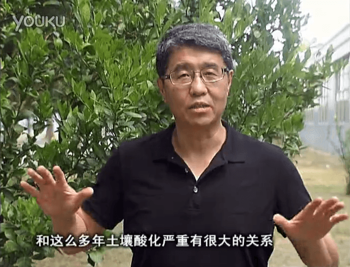 20160905珠江臺搖錢(qián)樹(shù)：柑橘秋風(fēng)一吹就黃，調酸淋沖微補調力是關(guān)鍵，同時(shí)保樹(shù)膨果
