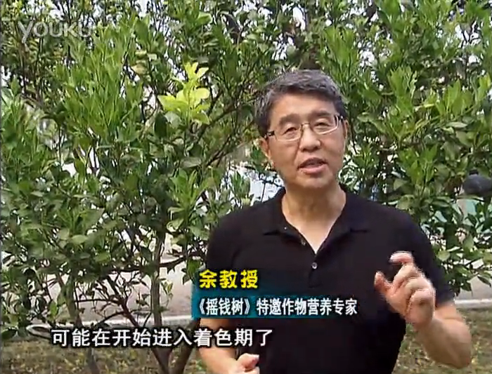 20160912珠江臺搖錢(qián)樹(shù)：柑橘用微補方案，果實(shí)著(zhù)色好，提前促花、預防落果