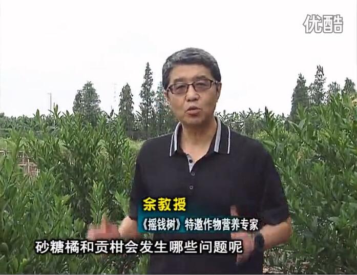 20160919珠江臺搖錢(qián)樹(shù)：柑橘用微補方案，減少秋梢落果裂果，保樹(shù)膨果好