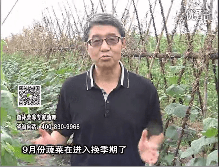 20160926珠江臺搖錢(qián)樹(shù)：換季蔬菜淋根力鈣精力促根壯長(cháng)，淋微補調力調酸減少病害