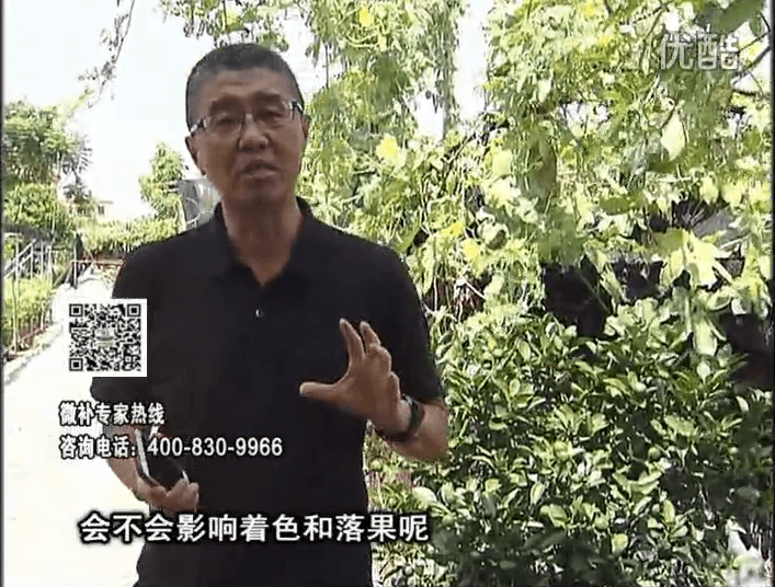 20161010珠江臺搖錢(qián)樹(shù)：柑橘葉噴微補花力+碧力，提前促花、減少梢葉黃