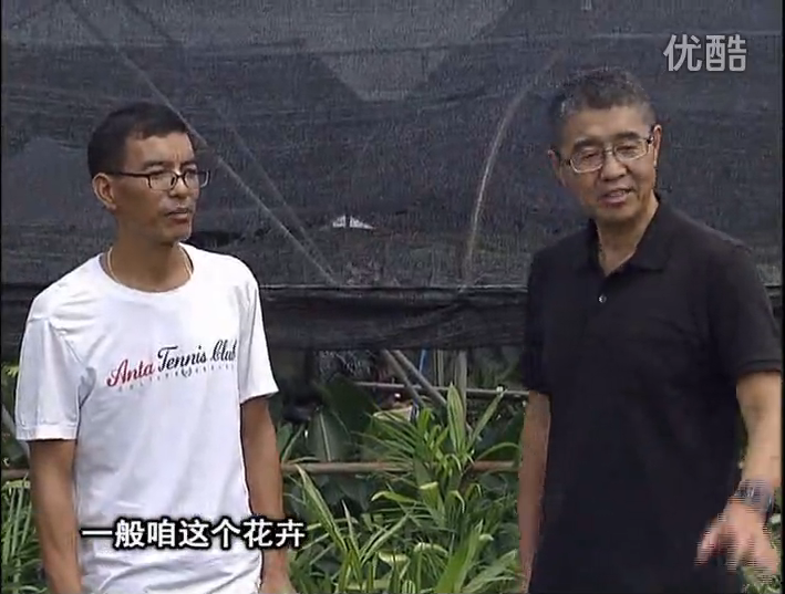 20161010珠江臺搖錢(qián)樹(shù)：盆栽花卉促根多，長(cháng)勢青綠