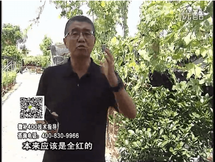 珠江臺搖錢(qián)樹(shù)：柑橘著(zhù)色葉噴紅果力，著(zhù)色均勻增甜增重