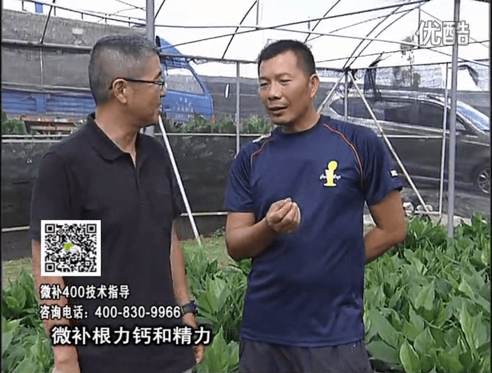 珠江臺搖錢(qián)樹(shù)：盆栽綠植澆施微補根力鈣+精力，促根多長(cháng)勢青綠