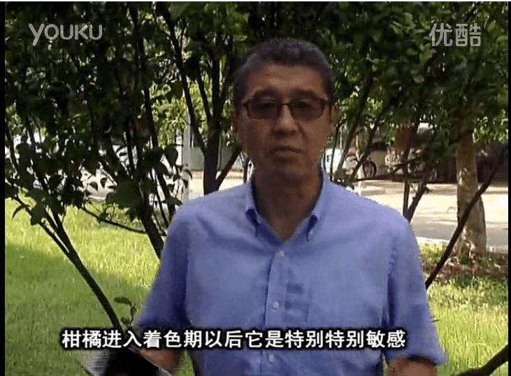 20161031珠江臺搖錢(qián)樹(shù)：柑橘?lài)娂t果力、蓋力 鈣足果硬、裂果霜凍少