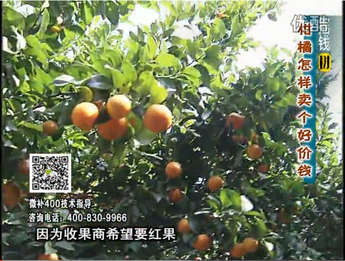 20161107珠江臺搖錢(qián)樹(shù)：柑橘?lài)娛┪⒀a紅果力、蓋力，增甜增重賣(mài)價(jià)高