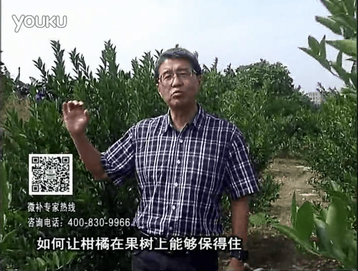 20161128珠江臺搖錢(qián)樹(shù)：柑橘?lài)娢⒀a蓋力、碧力，低溫抗凍，果掛得住，預防減少采前落果