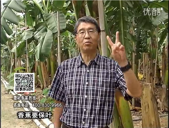 20161128珠江臺搖錢(qián)樹(shù)：香蕉用微補方案，預防減少黃葉、抽蕾膨蕉好