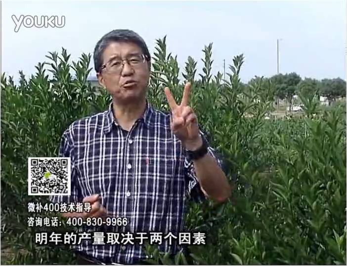 20161205珠江臺搖錢(qián)樹(shù)：柑橘?lài)娛┪⒀a花力+碧力、下因迪樂(lè )有機肥，促花恢復長(cháng)勢好