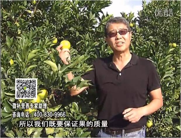 20161212珠江臺搖錢(qián)樹(shù)：紅江橙淋微補根力鈣+沖力，噴紅果力，樹(shù)勢壯，果品質(zhì)好