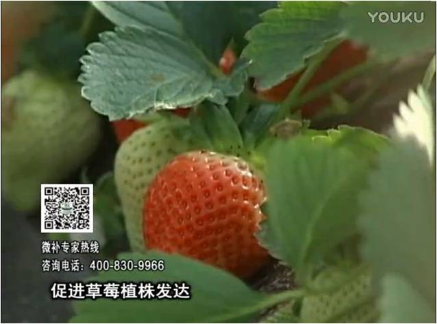 20161219珠江臺搖錢(qián)樹(shù)：草莓如何壯長(cháng)、果大品質(zhì)高？