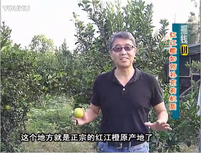 20161219珠江臺搖錢(qián)樹(shù)：紅江橙用微補方案，裂果少、樹(shù)勢好