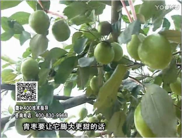20161226珠江臺搖錢(qián)樹(shù)：青棗用微補方案，健壯長(cháng)勢，提高來(lái)花坐果