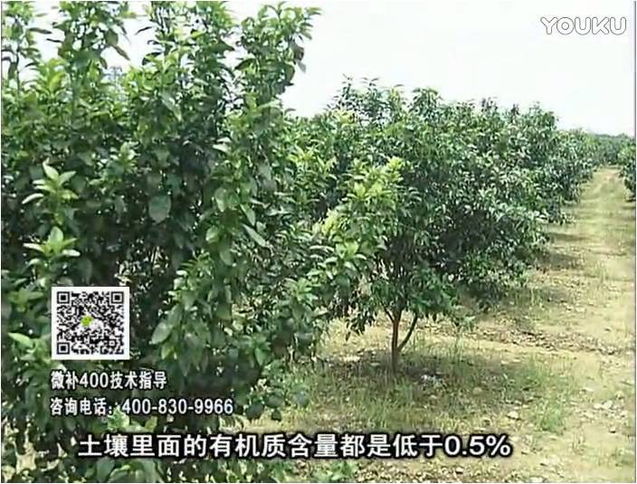 20161226珠江臺搖錢(qián)樹(shù)：柑橘?lài)娢⒀a蓋力防霜凍果、采后促花恢復樹(shù)勢撒微補倍力+有機肥