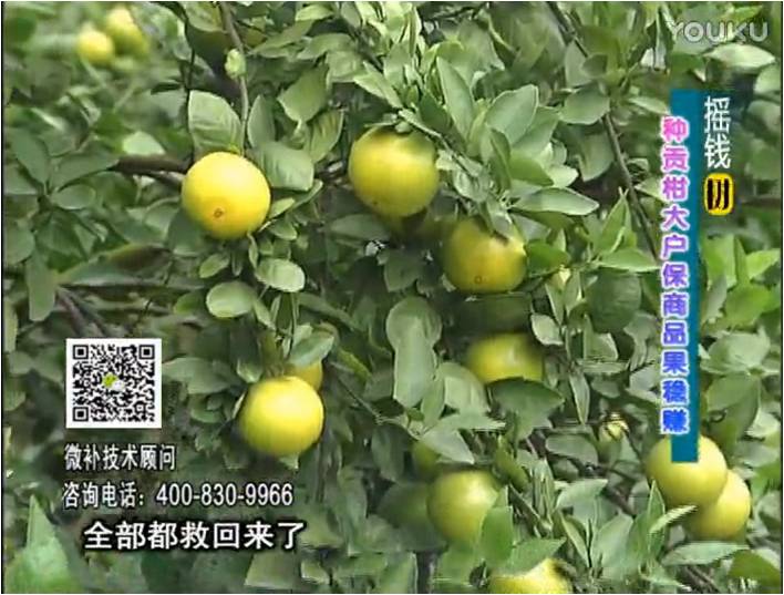 20170102珠江臺搖錢(qián)樹(shù)：柑橘?lài)娢⒀a蓋力防凍抗凍，采后冬肥下微補倍力+有機肥