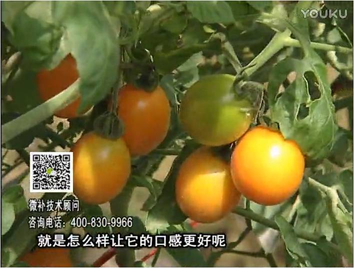 20170102珠江臺搖錢(qián)樹(shù)：番茄臍腐病、裂果、抗凍如何做？澆施微補根力鈣+精力，葉噴微補葉面肥